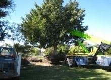 Kwikfynd Tree Management Services
burdett