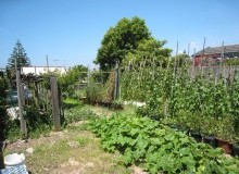 Kwikfynd Vegetable Gardens
burdett